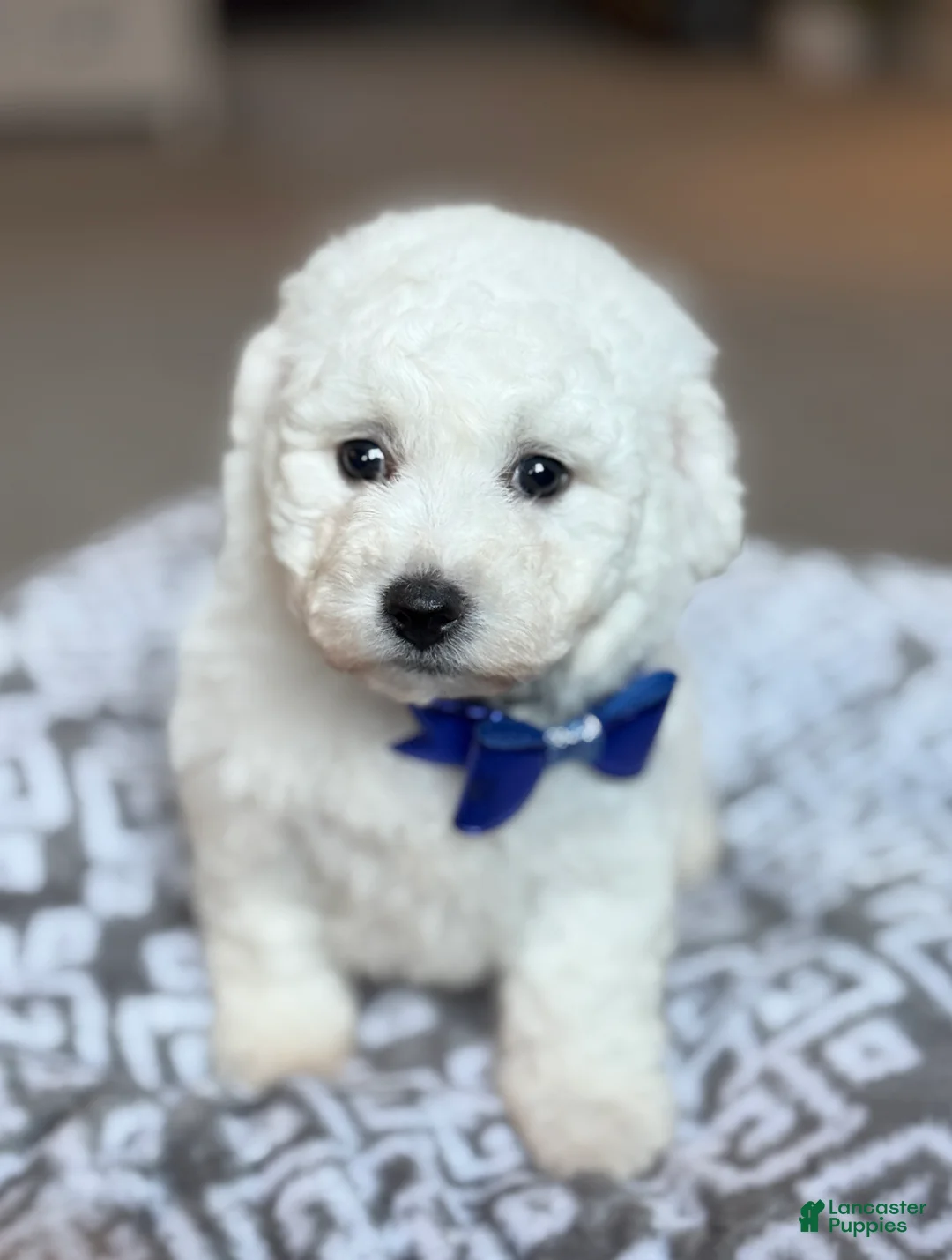 Bichon Frise dogs for sale: Lenny - Ad 2