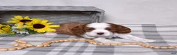 Cavalier King Charles Spaniel dogs for sale: Copper  - Ad 4