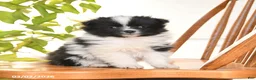Pomeranian dogs for sale: Irvin - Ad 1