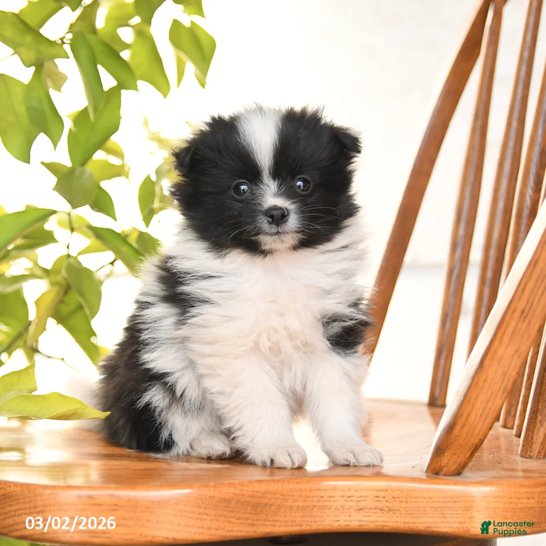 Pomeranian dogs for sale: Irvin - Ad 1