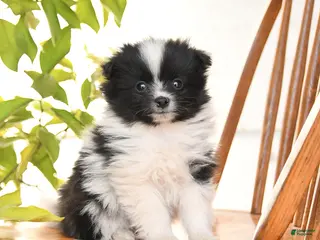 Pomeranian dogs for sale: Irvin - Ad 2