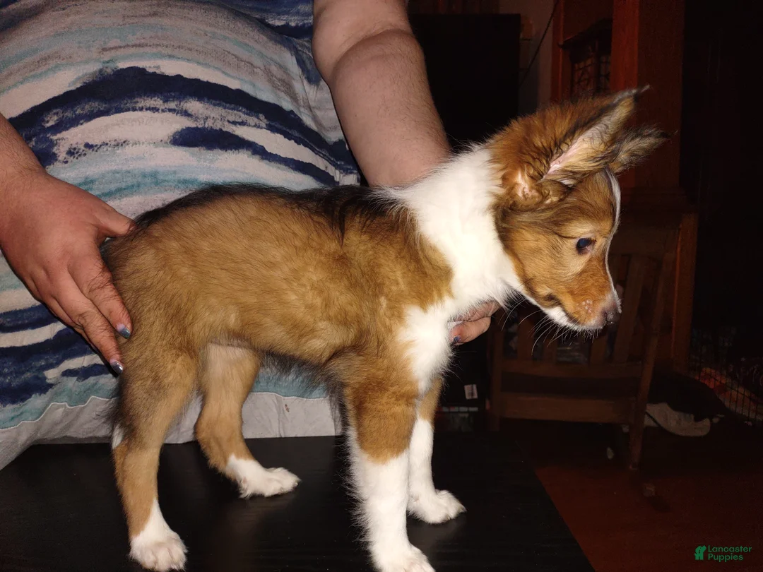 Shetland Sheepdog dogs for sale: Charlotte - Ad 2