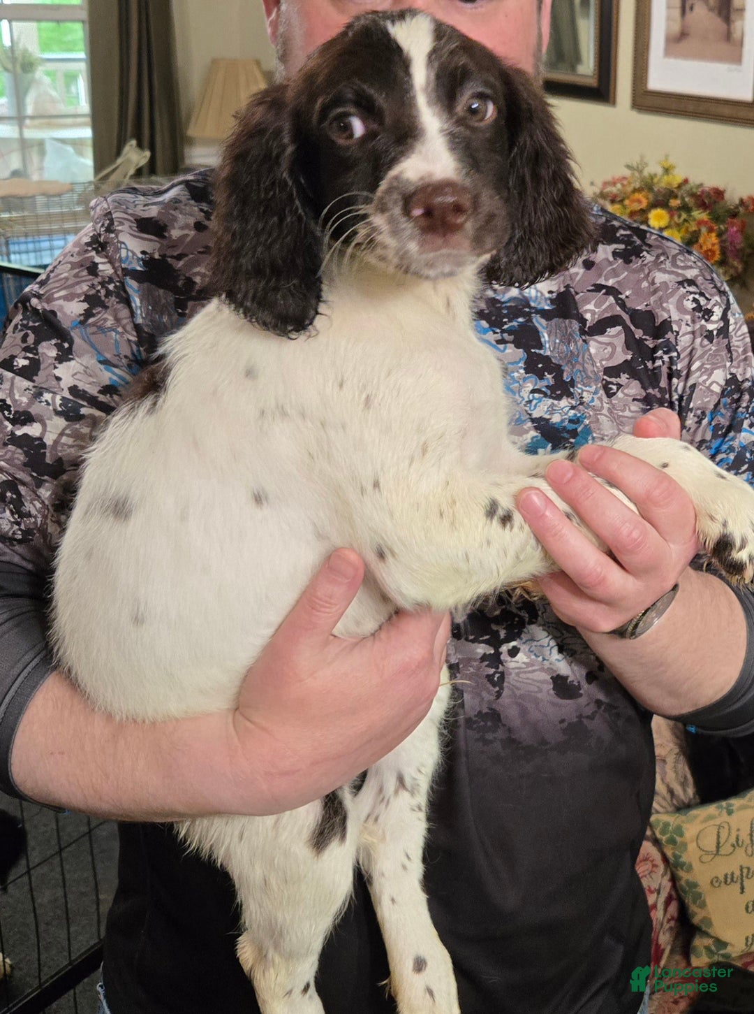 English Springer Spaniel dogs for sale: Seamus - Ad 2