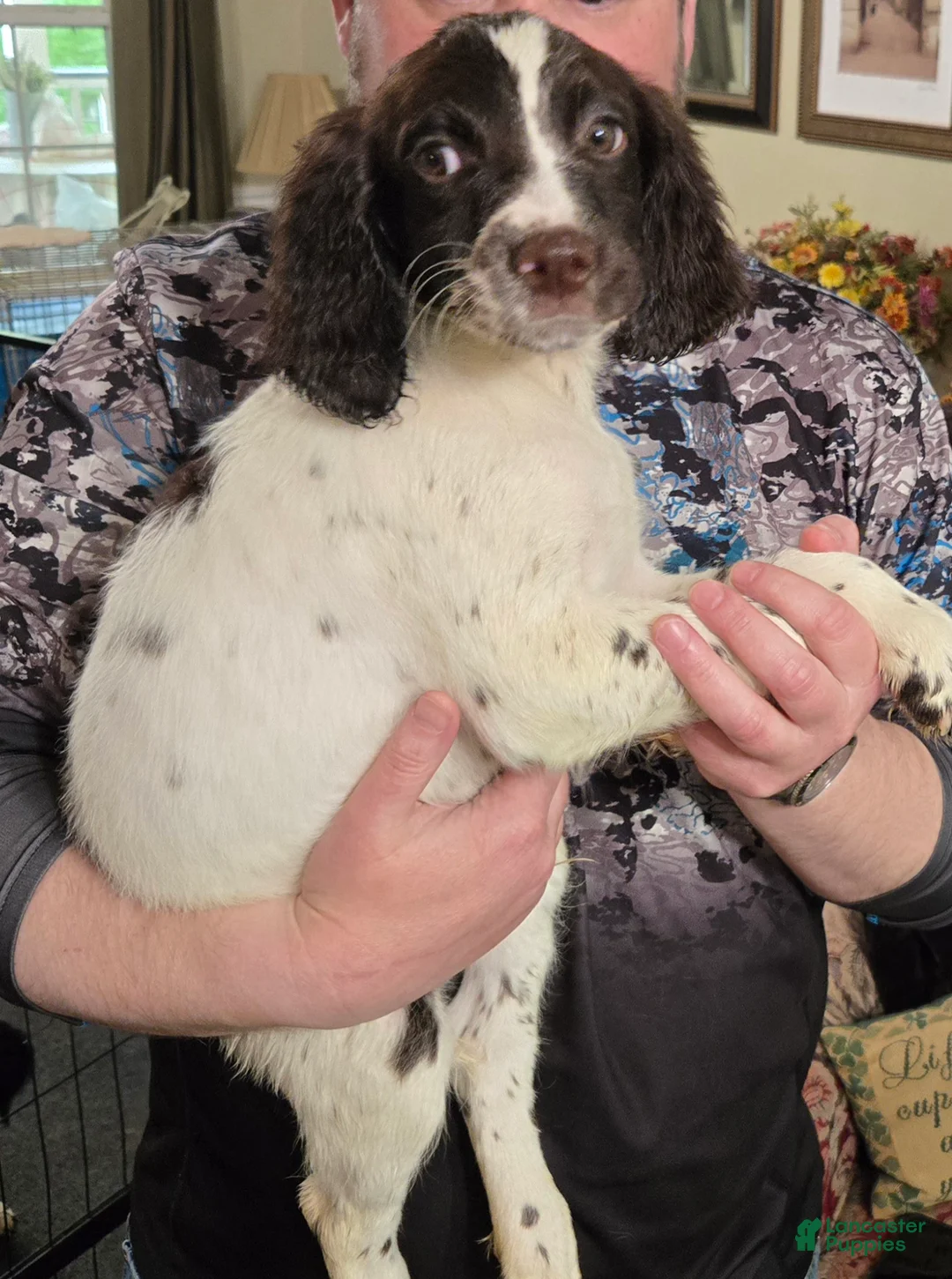 English Springer Spaniel dogs for sale: Seamus - Ad 2