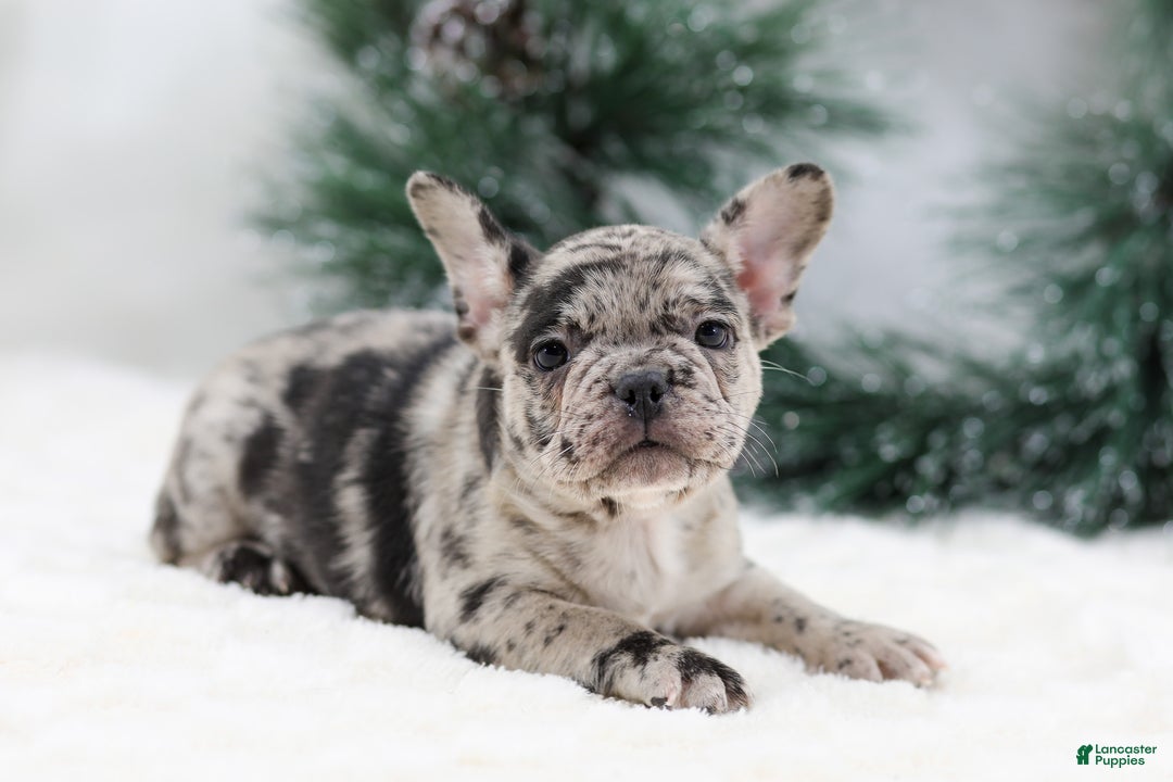 French Bulldog dogs for sale: Beauty - Ad 5