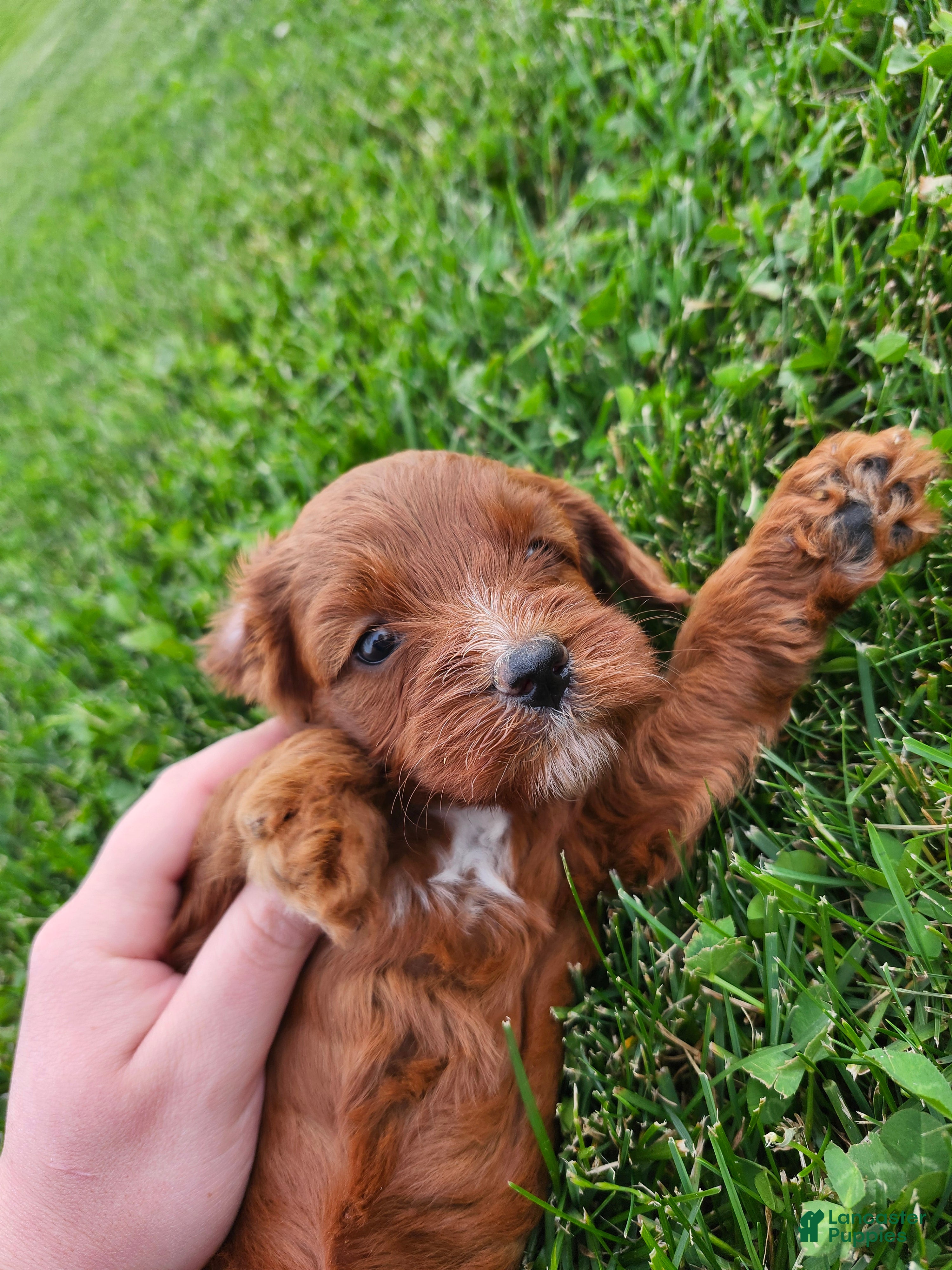 Cavapoo dogs Franklin  - Ad 2