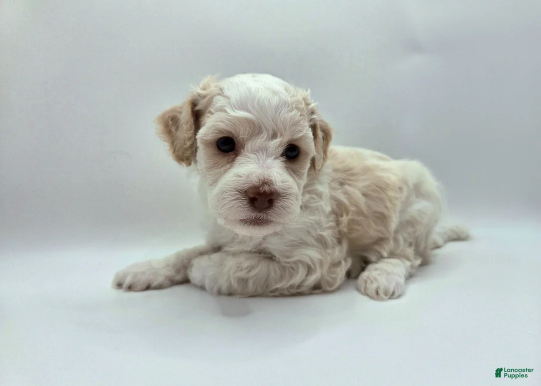 Miniature Poodle dogs for sale: Mulan - AKC Mini Poodle - Ad 2