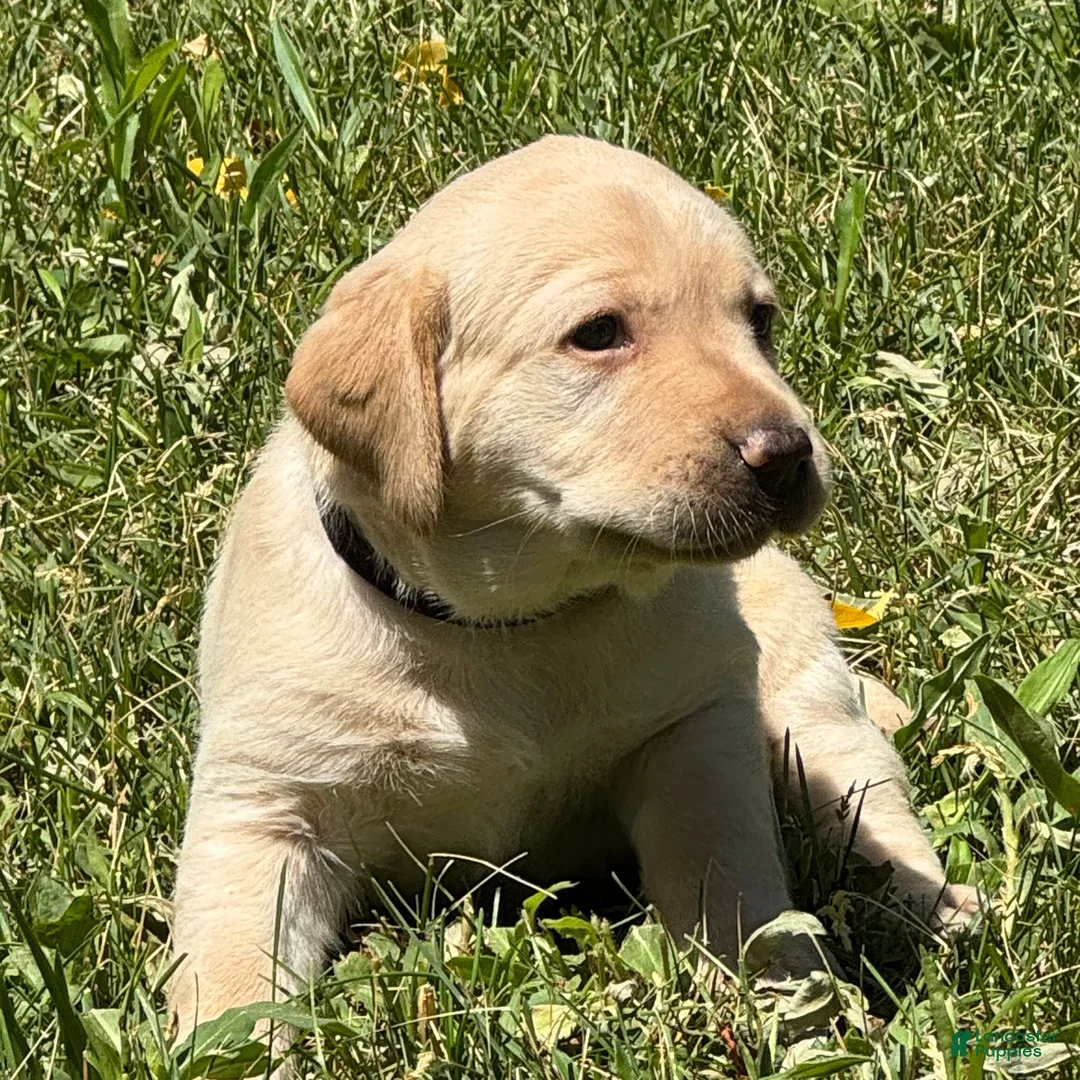 Labrador Retriever dogs for sale: Black Collar Puppy 3 - Ad 1
