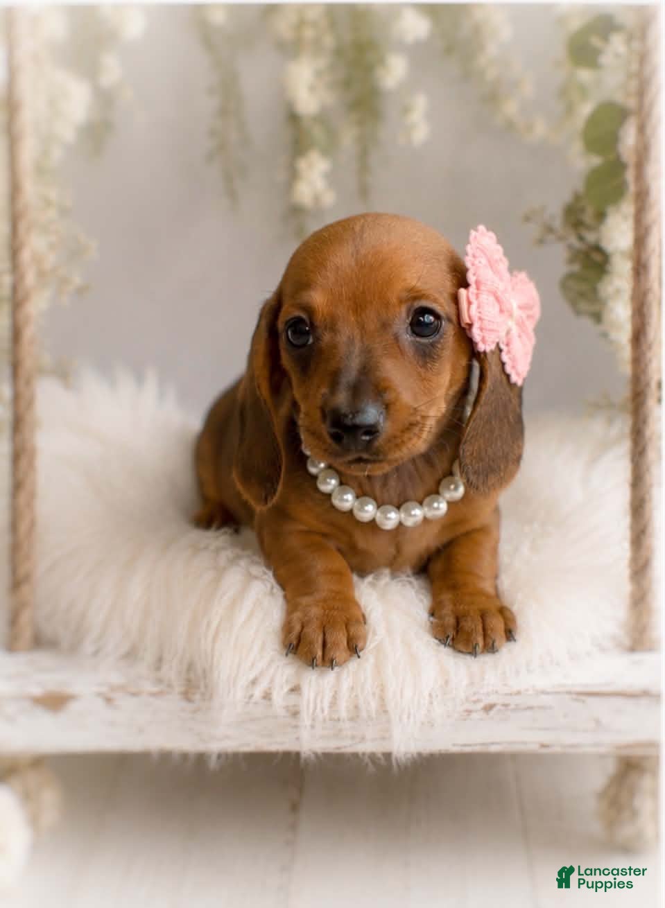 Miniature Dachshund dogs Amalia   1.8lbs on 6/30 - Ad 1