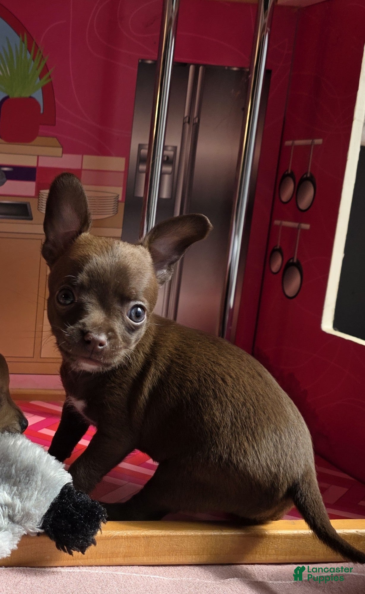 Chihuahua dogs Hershey Jr  - Ad 1