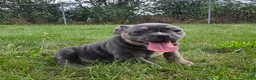 Olde English Bulldogge dogs for sale: Ryder - Ad 4