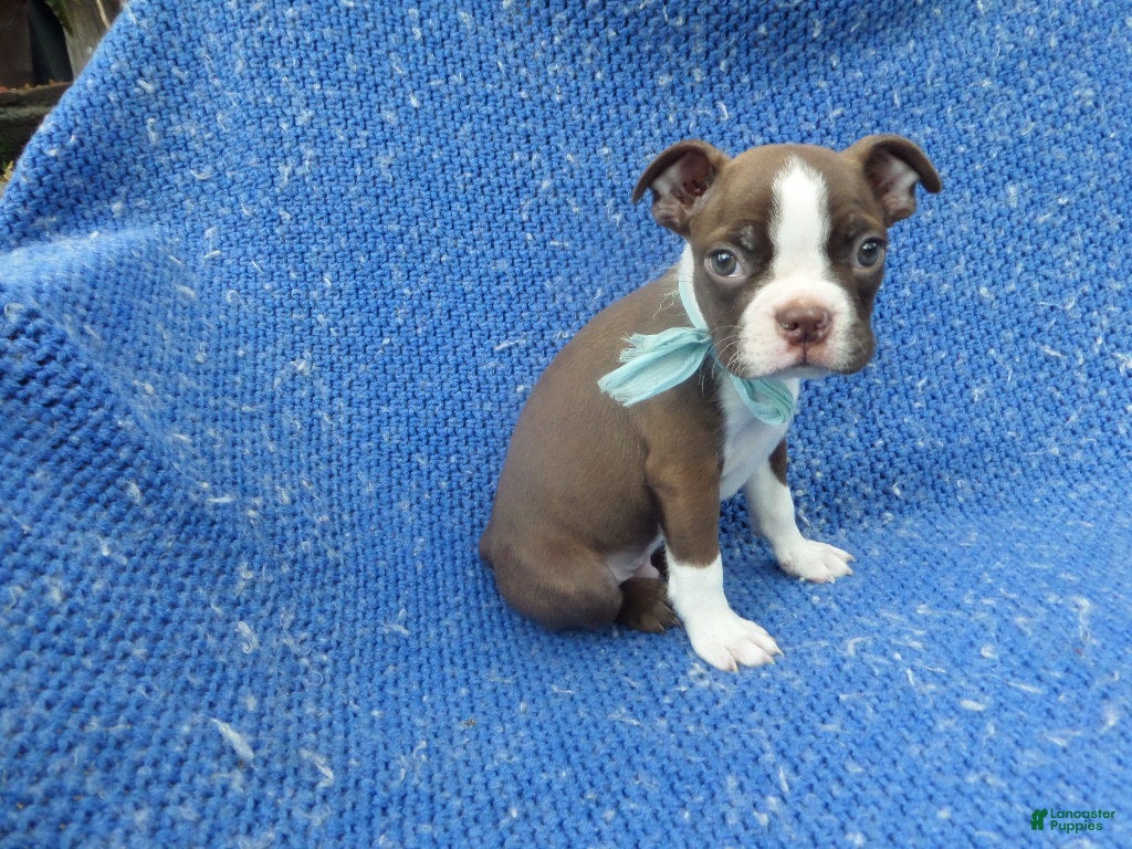 Boston Terrier dogs for sale: Maxy  - Ad 18