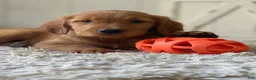 Golden Retriever dogs for sale: Cooper - Ad 2