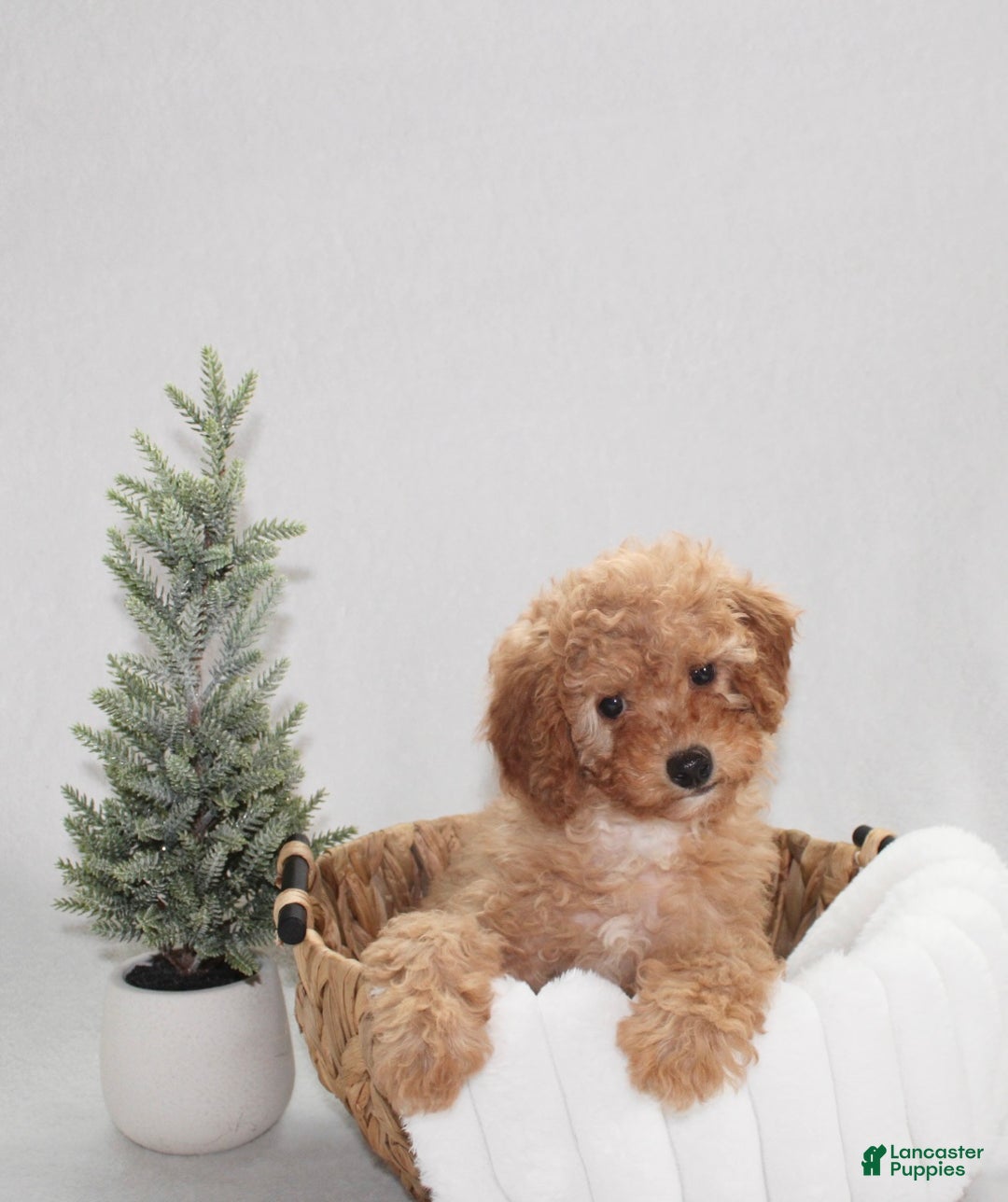 Cavapoo dogs for sale: Oakley - Ad 1