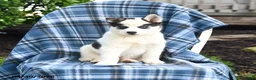Pomsky dogs for sale: Talon - Ad 1