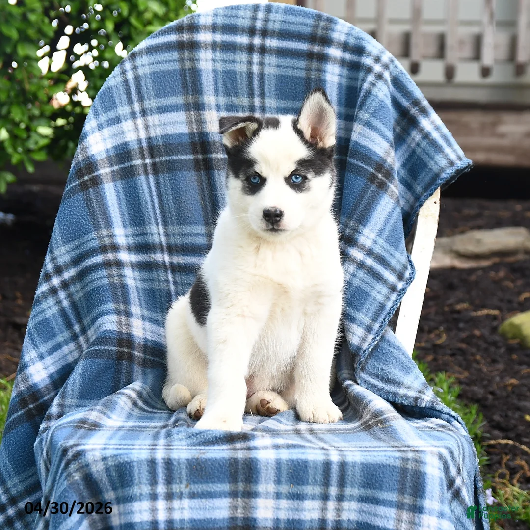 Pomsky dogs for sale: Talon - Ad 1