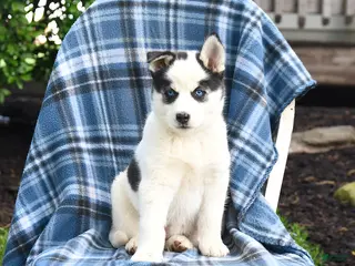 Pomsky dogs for sale: Talon - Ad 4