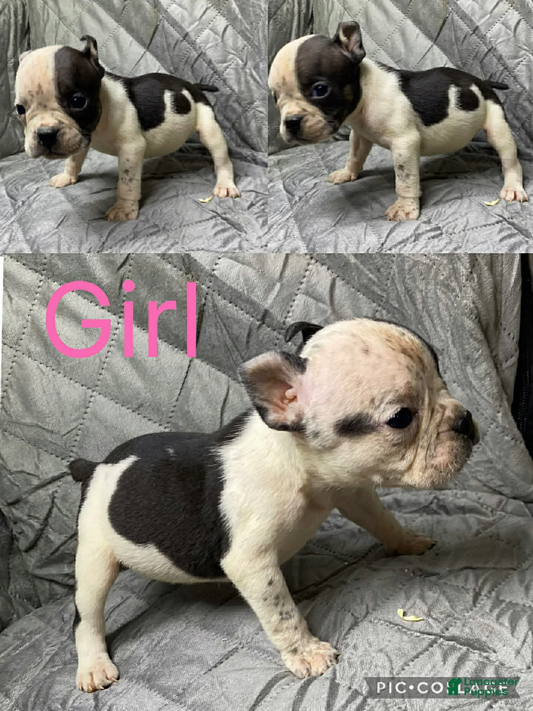 American Bully dogs for sale: American Bully Puppy 2 - Ad 2