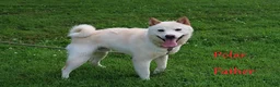 Shiba Inu dogs for sale: Kyla - Ad 8