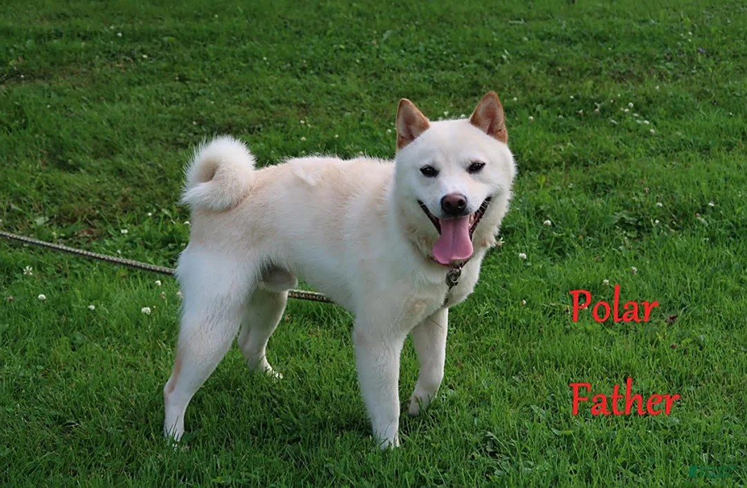 Shiba Inu dogs for sale: Kyla - Ad 8