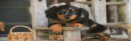 Miniature Dachshund dogs for sale: Jack Miniature Dachshund  - Ad 1