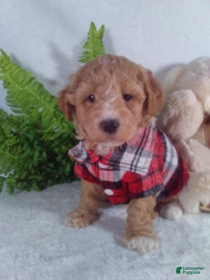 Bichpoo dogs Alex - Ad 22