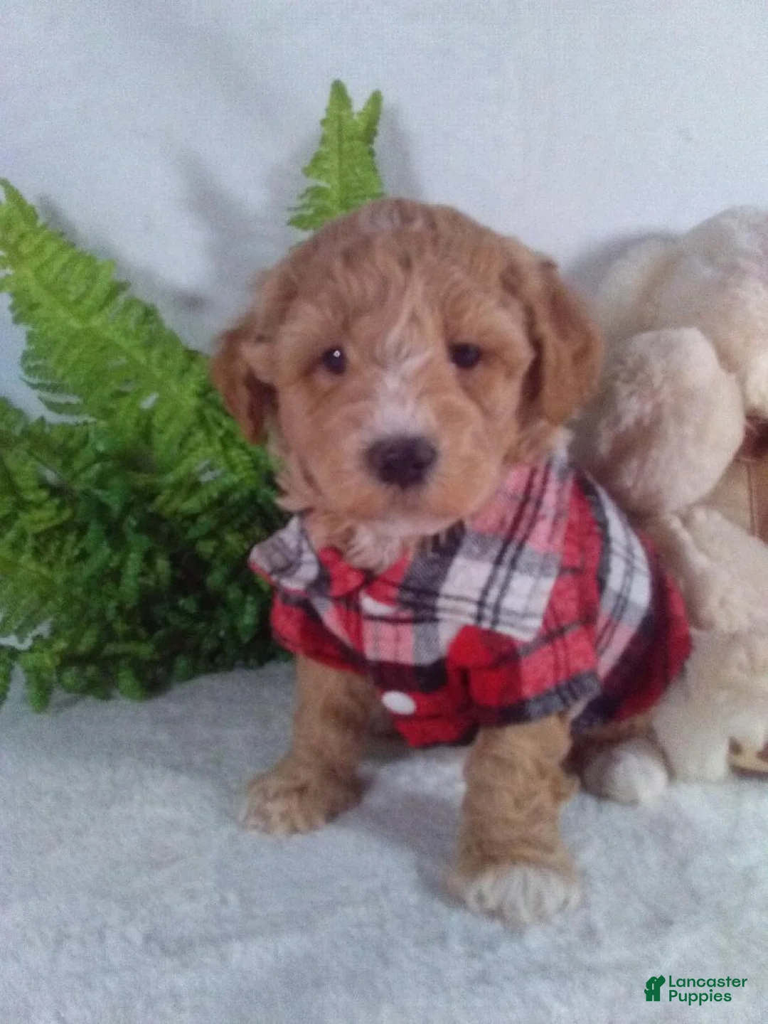 Bichpoo dogs for sale: Alex - Ad 2