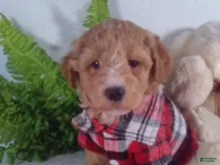 Bichpoo dogs Alex - Ad 22