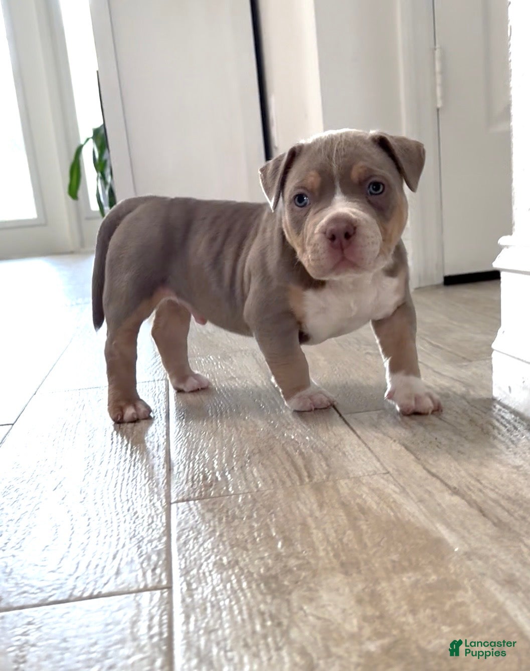 American Bully dogs American Bully Puppy 1 - Ad 2