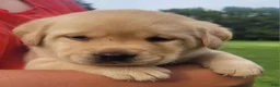Labrador Retriever dogs for sale: Meadow  - Ad 4
