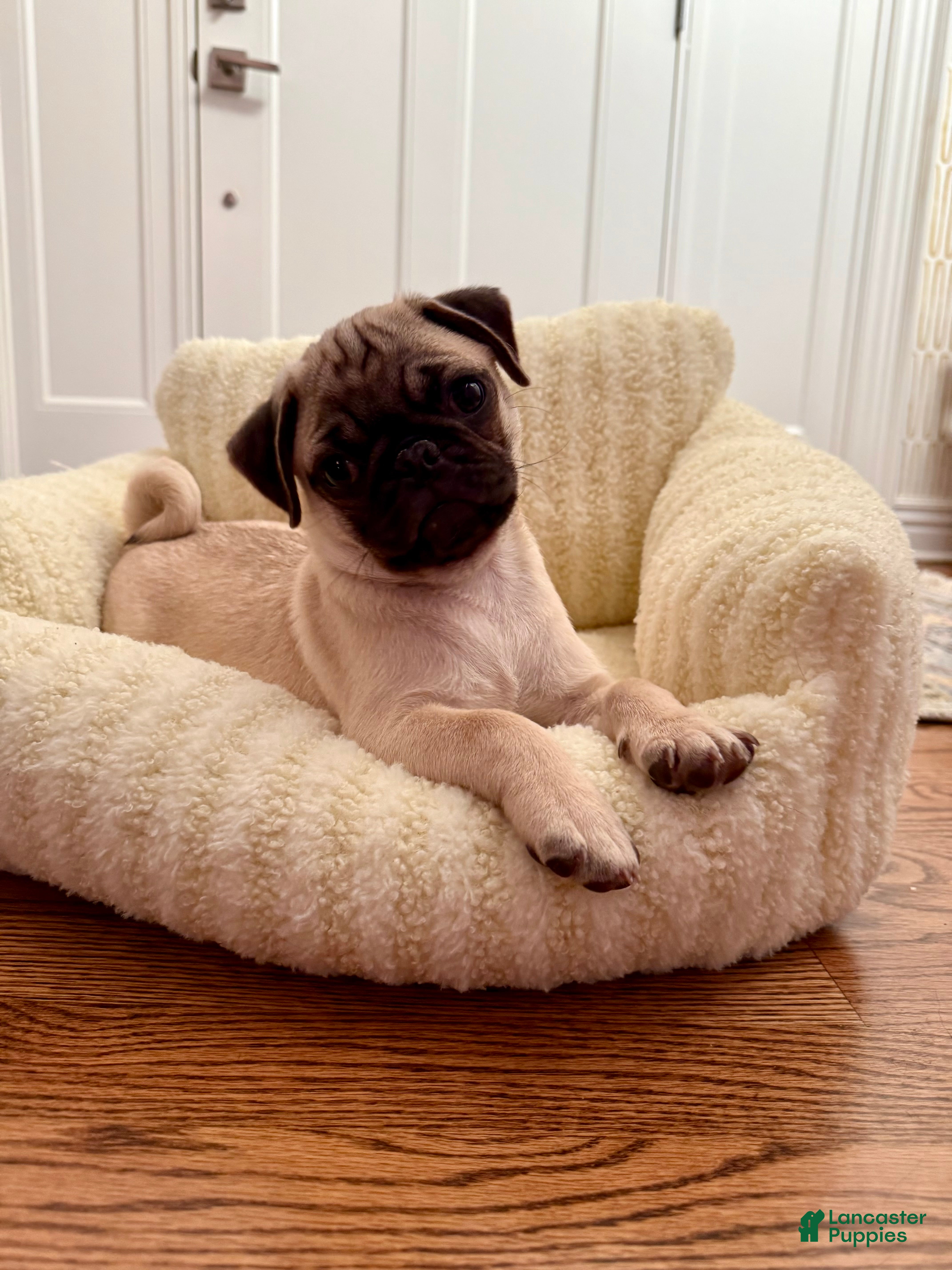 Pug dogs Pug Puppy 1 - Ad 1