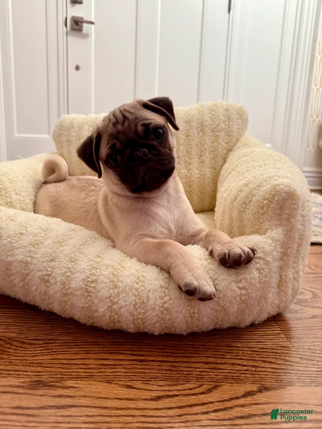 Pug dogs for sale: Pug Puppy 1 - Ad 1
