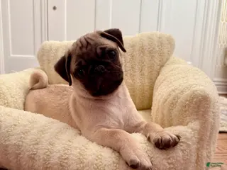 Pug dogs Pug Puppy 1 - Ad 1