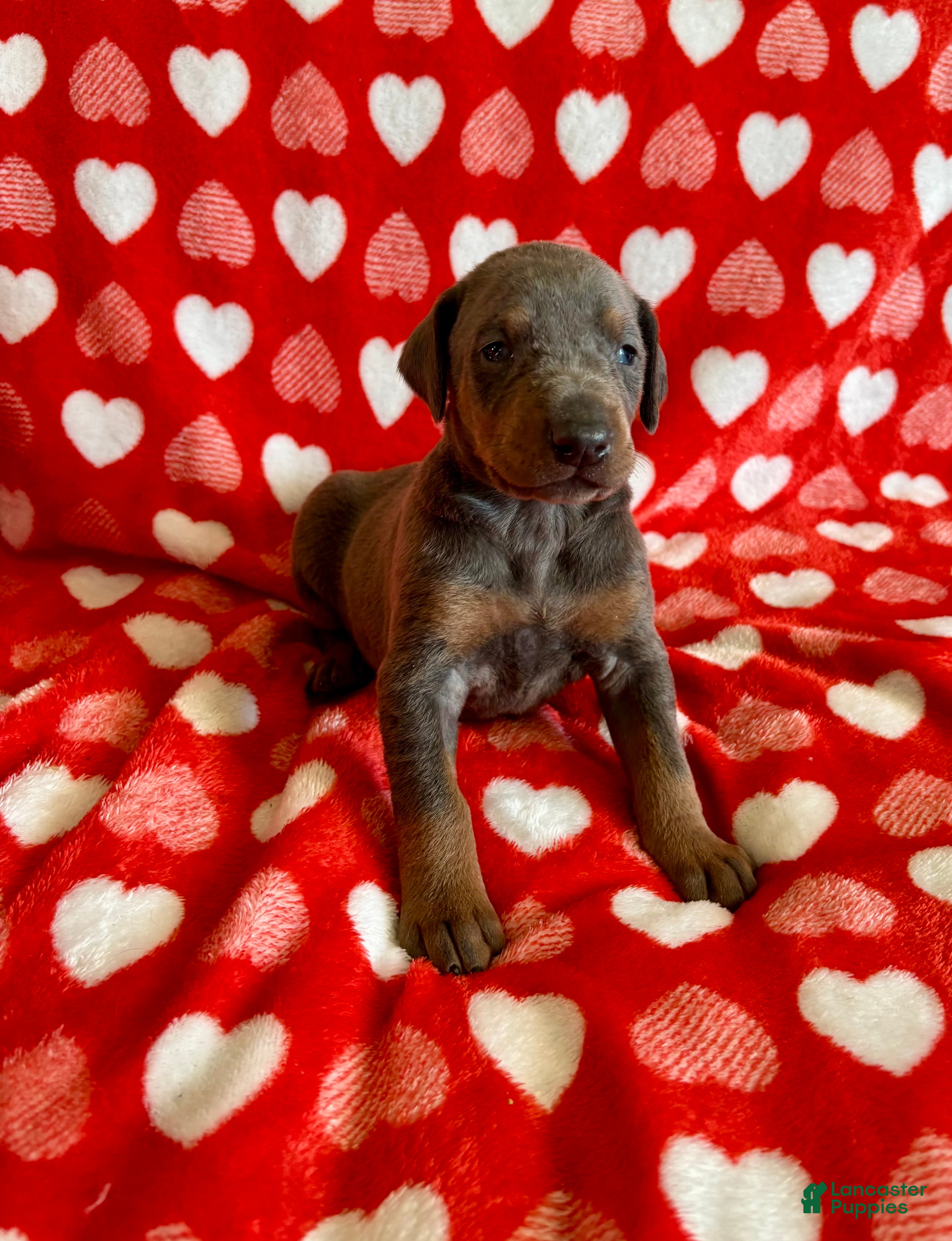 Doberman Pinscher dogs Esme Health tested parents!  - Ad 7