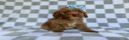 Cockapoo dogs for sale: Fancy - Ad 4