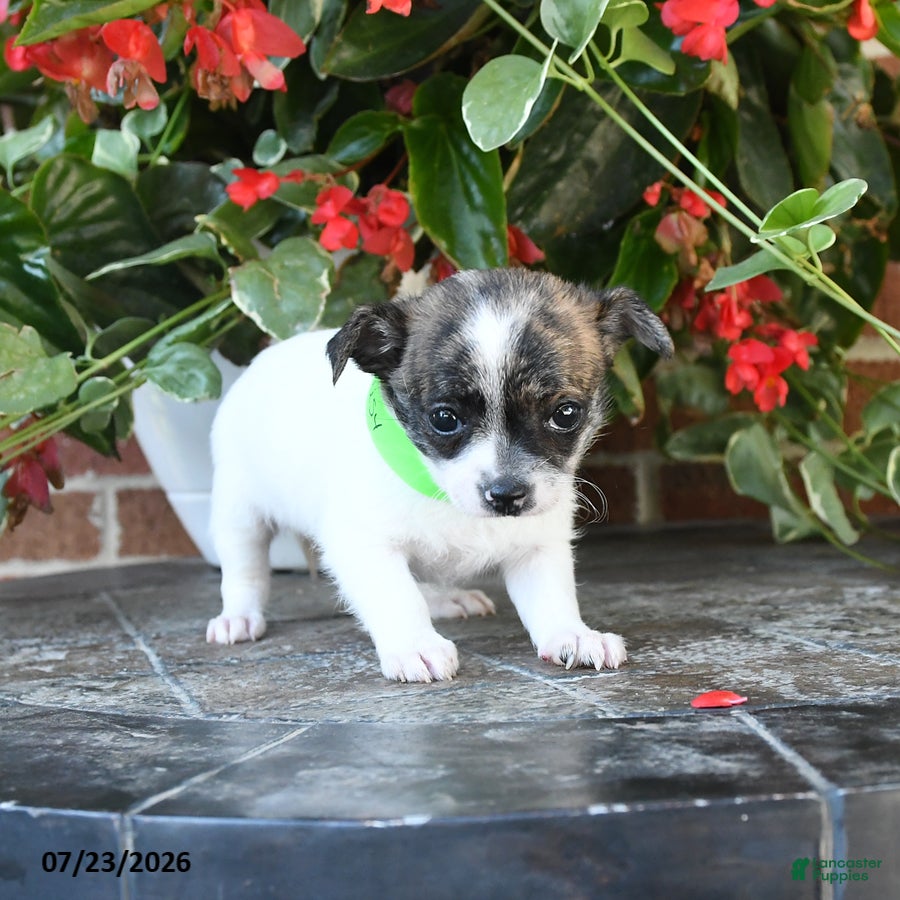 Chihuahua dogs Daisy - Ad 2