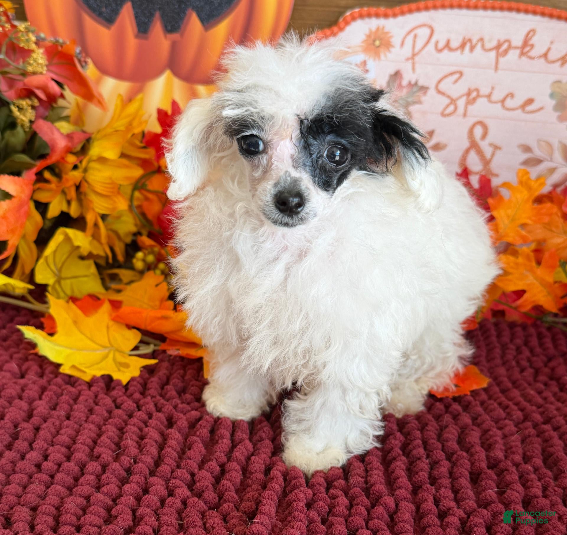 Toy Poodle dogs for sale: Princess - Ad 42