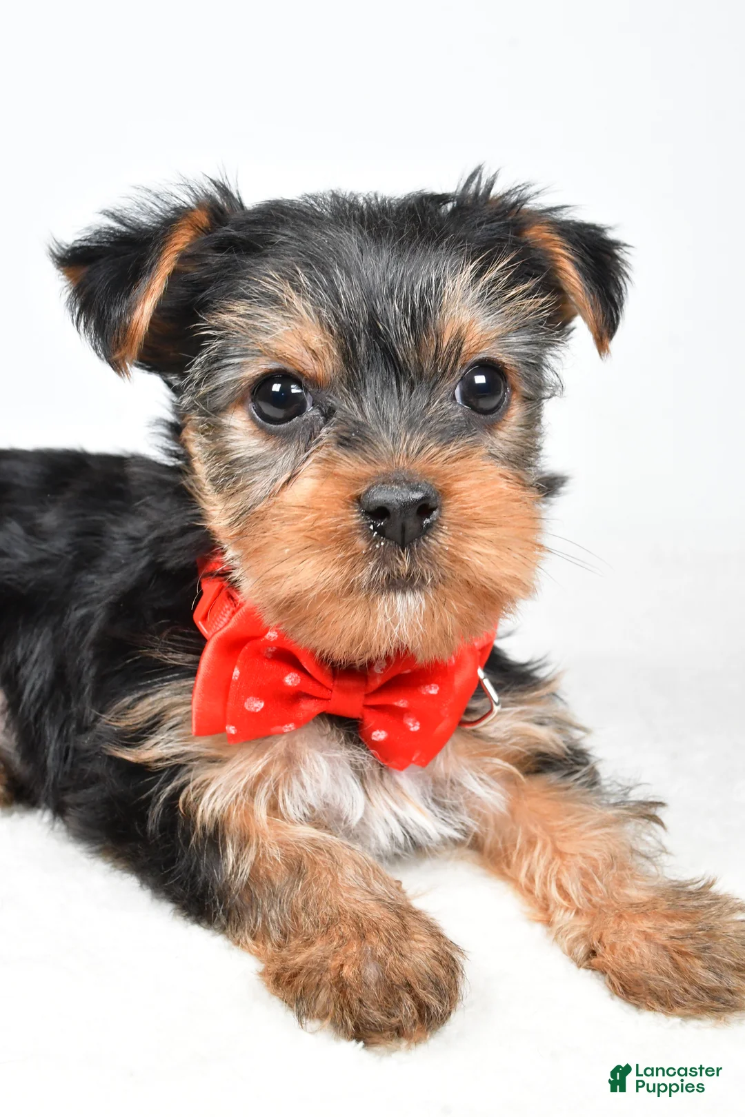Yorkshire Terrier dogs for sale: Tommy - Ad 3
