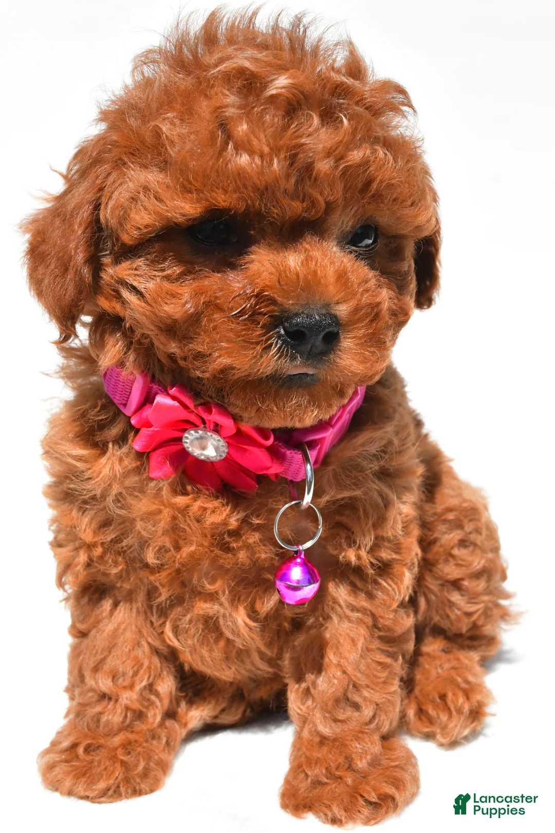 Maltipoo dogs for sale: Kara f1b - Ad 2