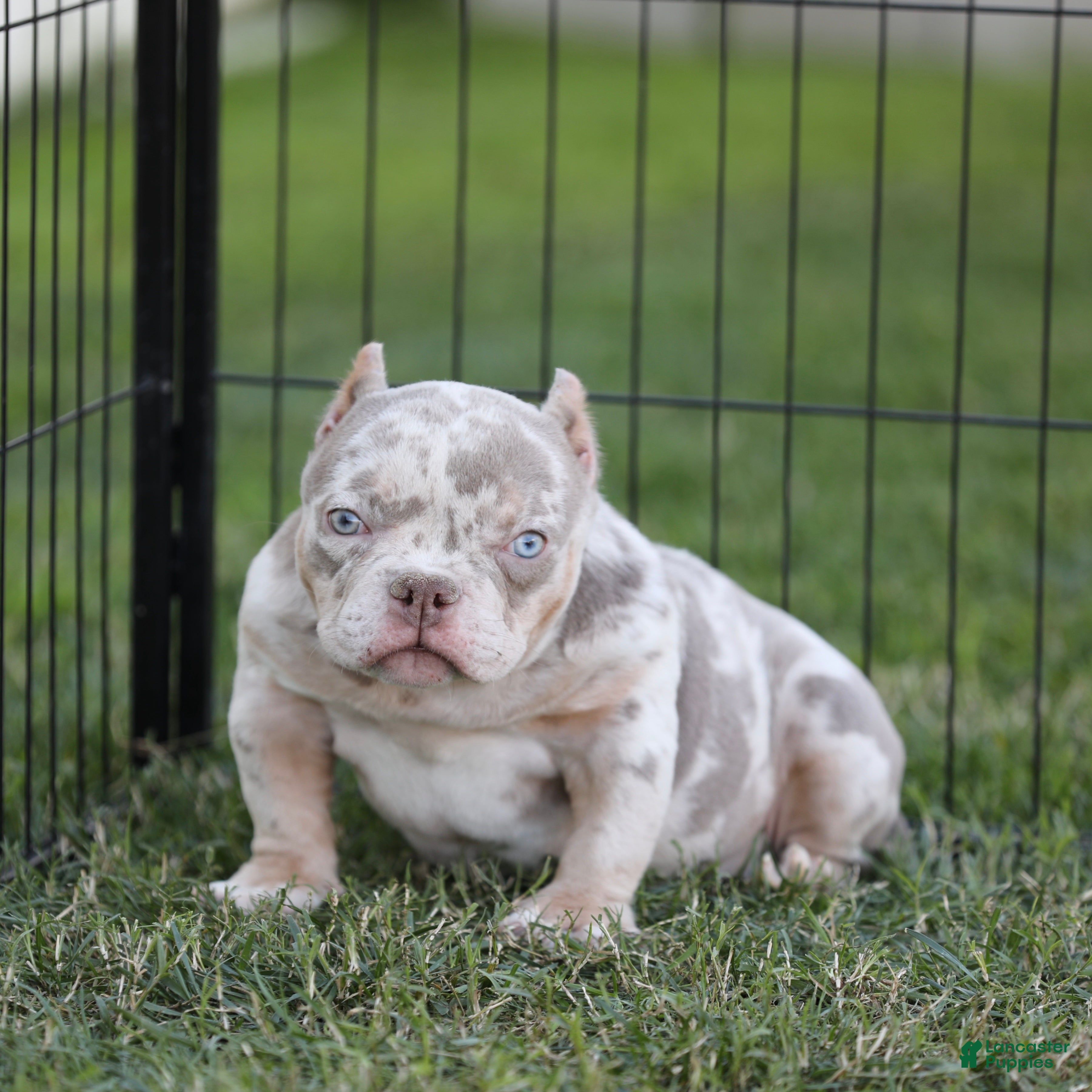 American Bully dogs American Bully Puppy 4 - Ad 14