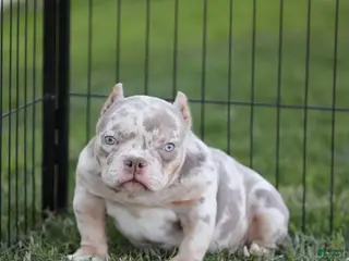 American Bully dogs American Bully Puppy 4 - Ad 9