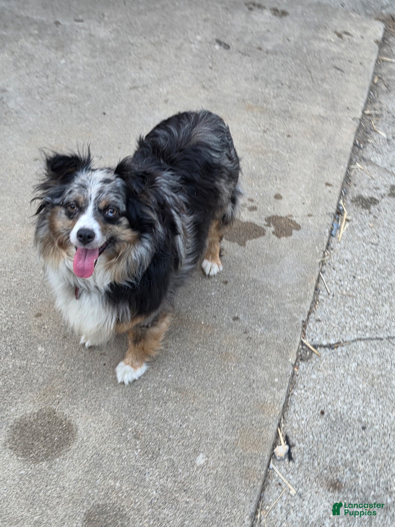 Australian Shepherd dogs for sale: Blueberry 🫐 Muffin - Ad 37