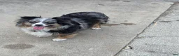 Australian Shepherd dogs for sale: Australian Shepherd 1 - Ad 3
