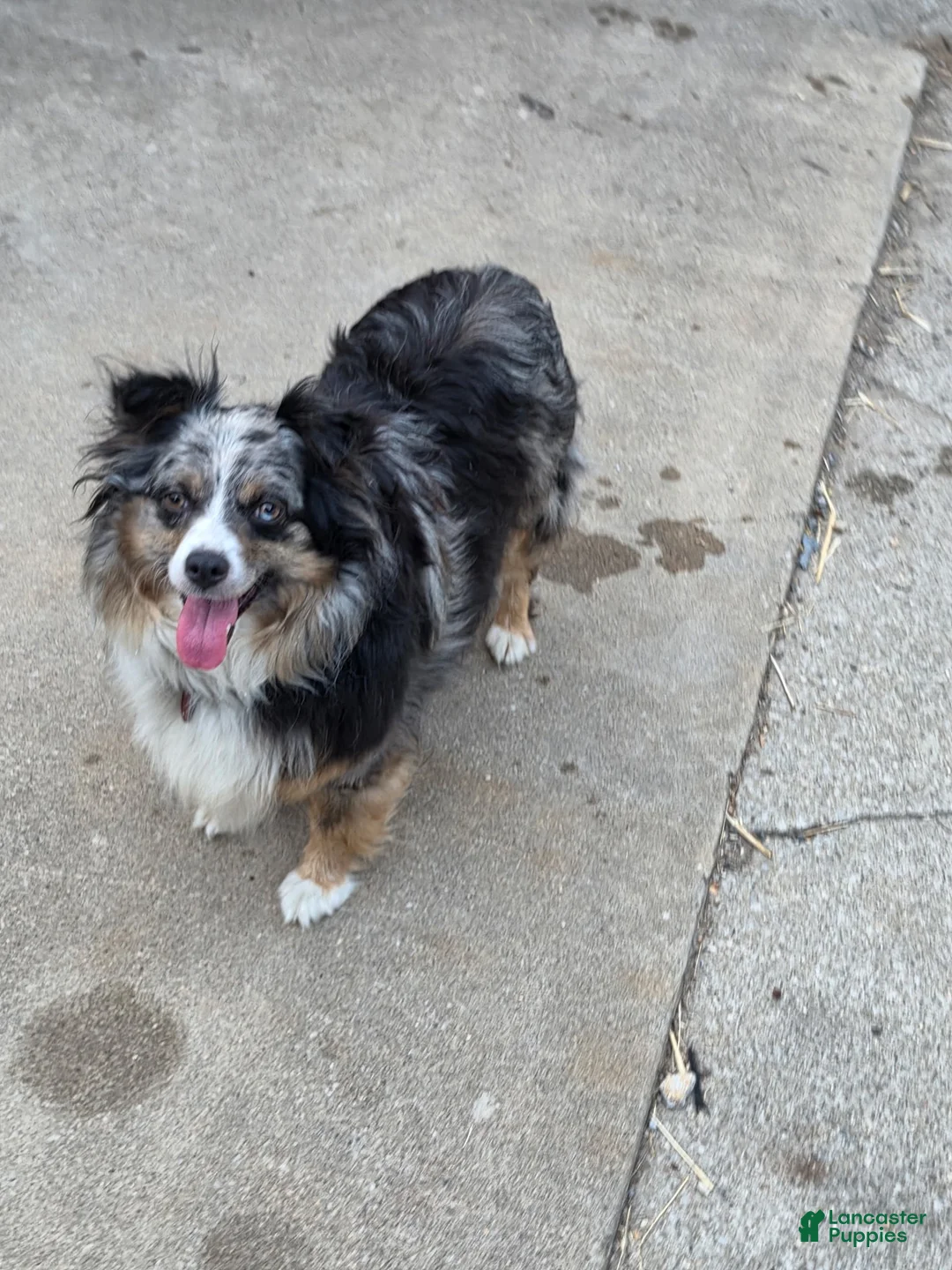 Australian Shepherd dogs for sale: Australian Shepherd 1 - Ad 3
