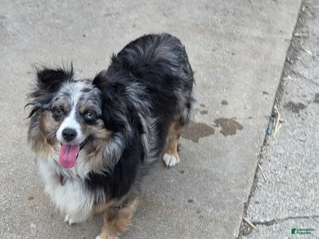 Australian Shepherd dogs for sale: Blueberry 🫐 Muffin - Ad 37