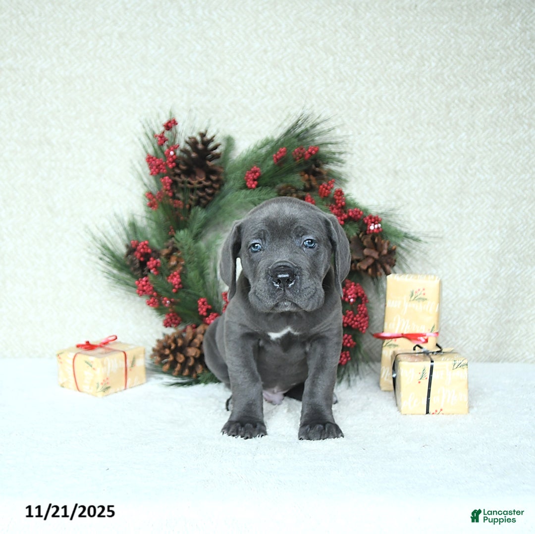 Cane Corso dogs for sale: Axel - Ad 7