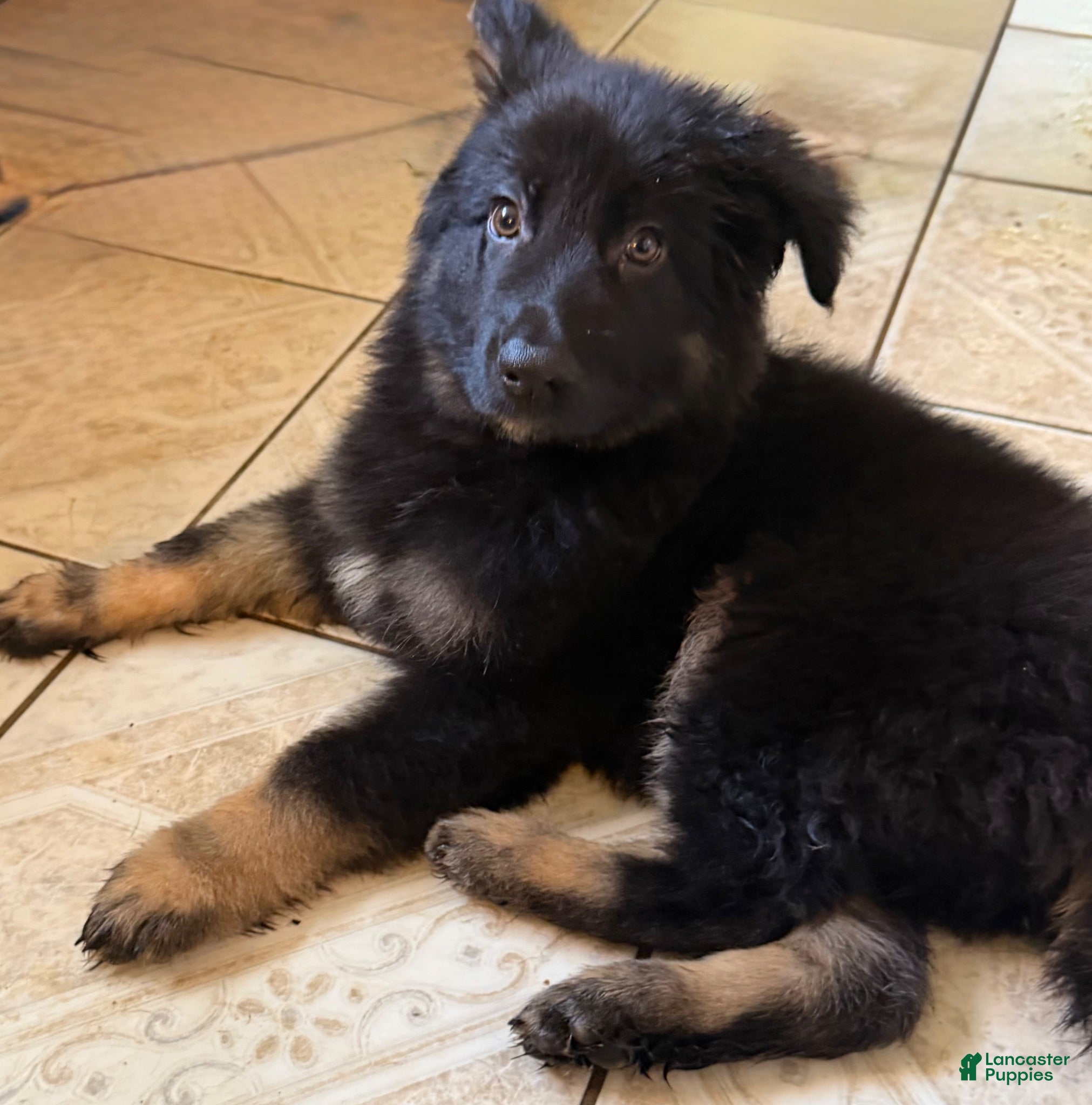 German Shepherd dogs German Shepherd 1 - Ad 2