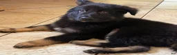 German Shepherd dogs for sale: German Shepherd 1 - Ad 2