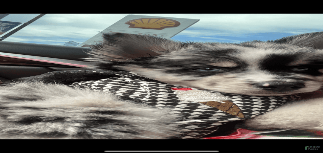 Gallery Image {{count}}