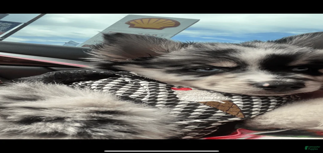 Gallery Image {{count}}